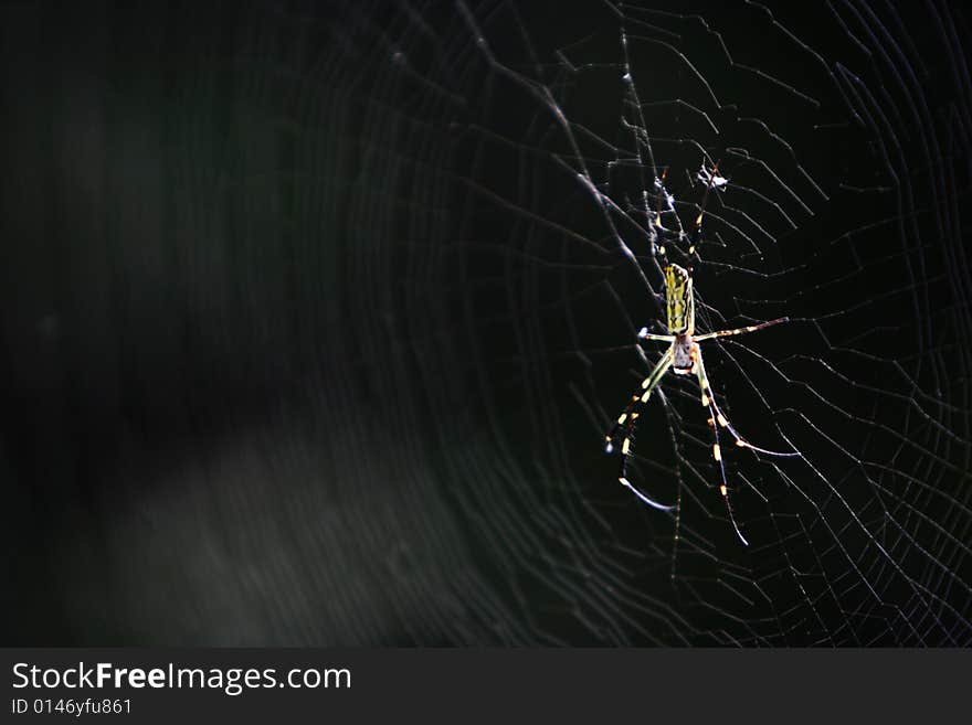 Spider on net close-up short