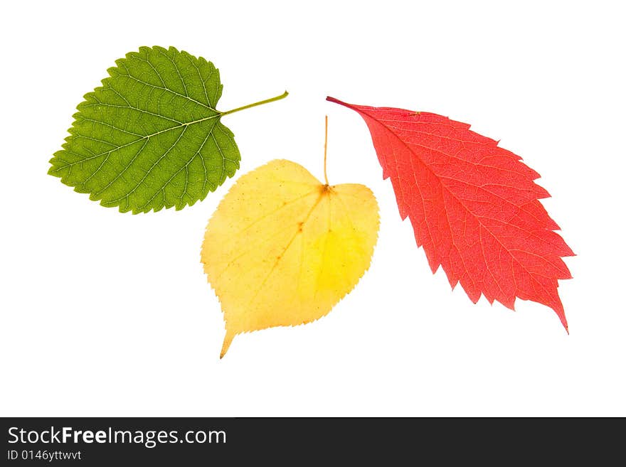 Various autumn leaves isolated on white background. Various autumn leaves isolated on white background