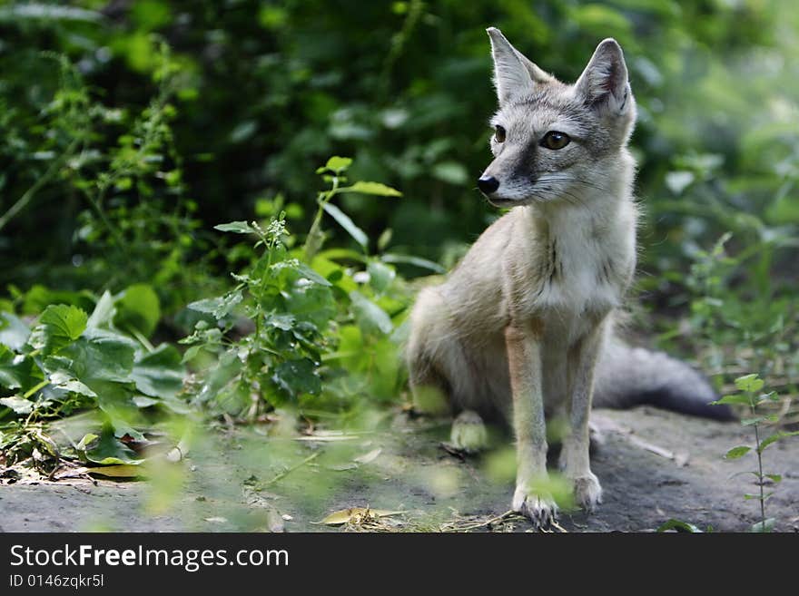 Little fox standing on the ground