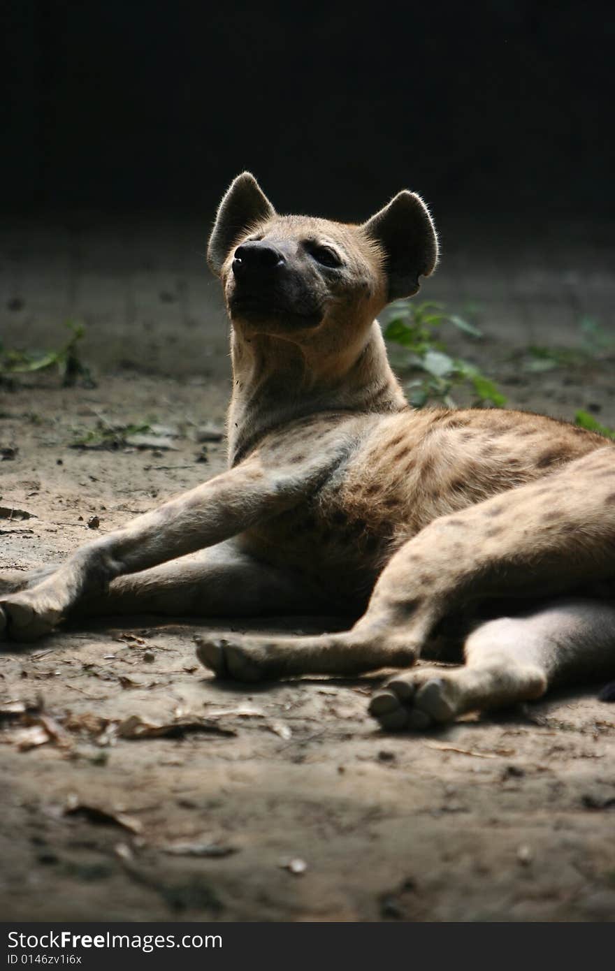 Courser wild dog in Beijing Zoo