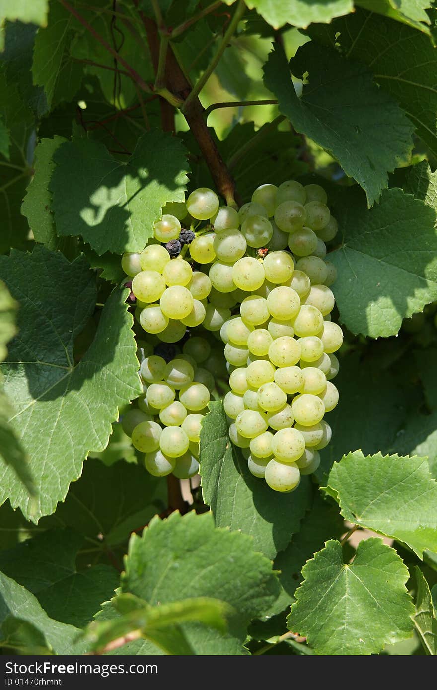 Green wine grapes on the vine in the bright sunlight