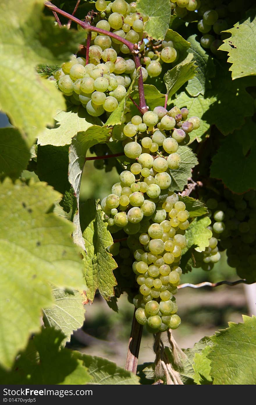 Green wine grapes on the vine in the bright sunlight