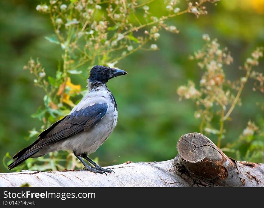 Crow on branch