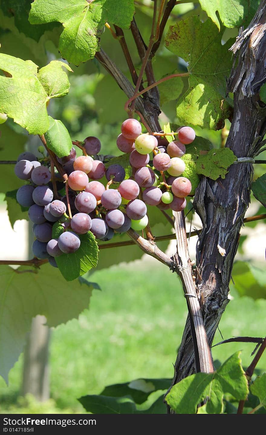 Purple wine grapes on the vine in the bright sunlight