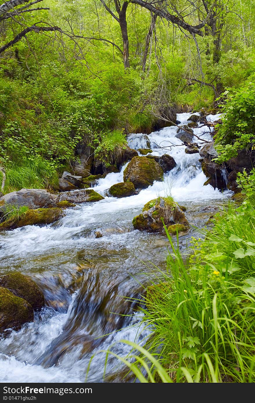 Mountain river in the forest