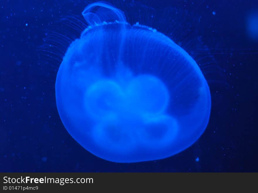 Jelly fish ion the deep sea