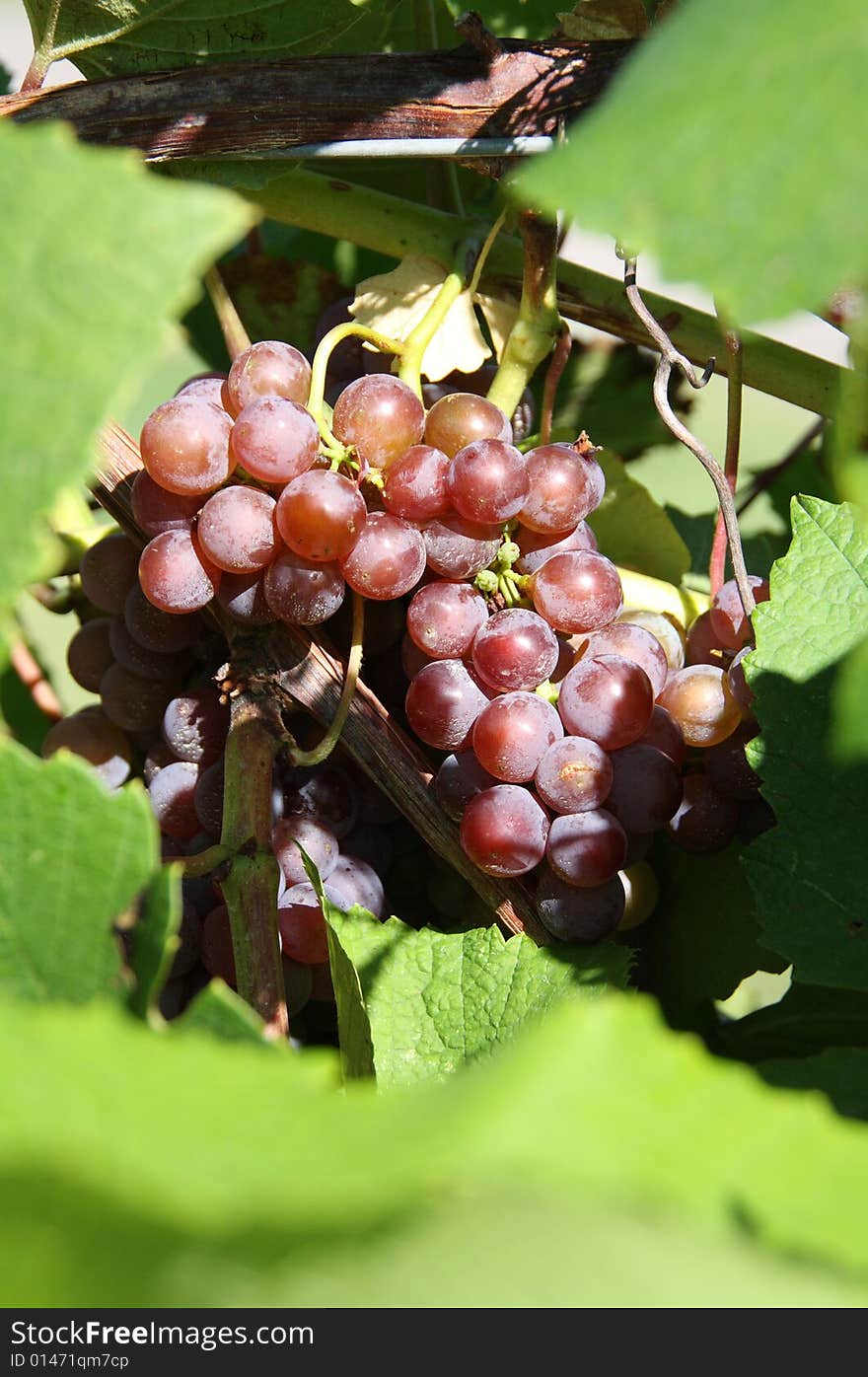 Purple wine grapes on the vine in the bright sunlight