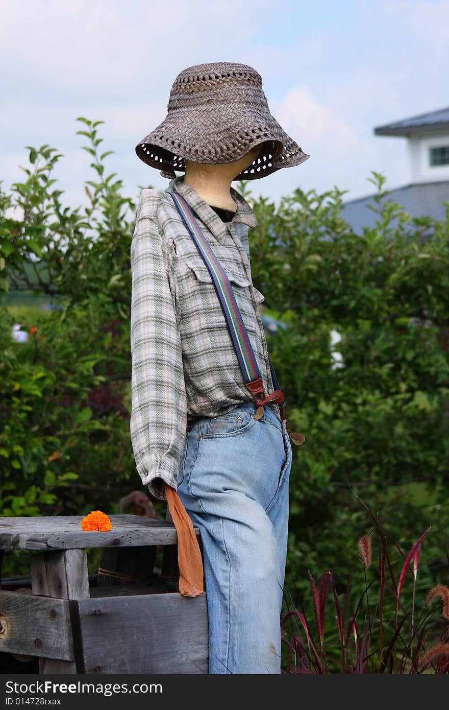 A nontraditional slender femine scarecrow standing in a field