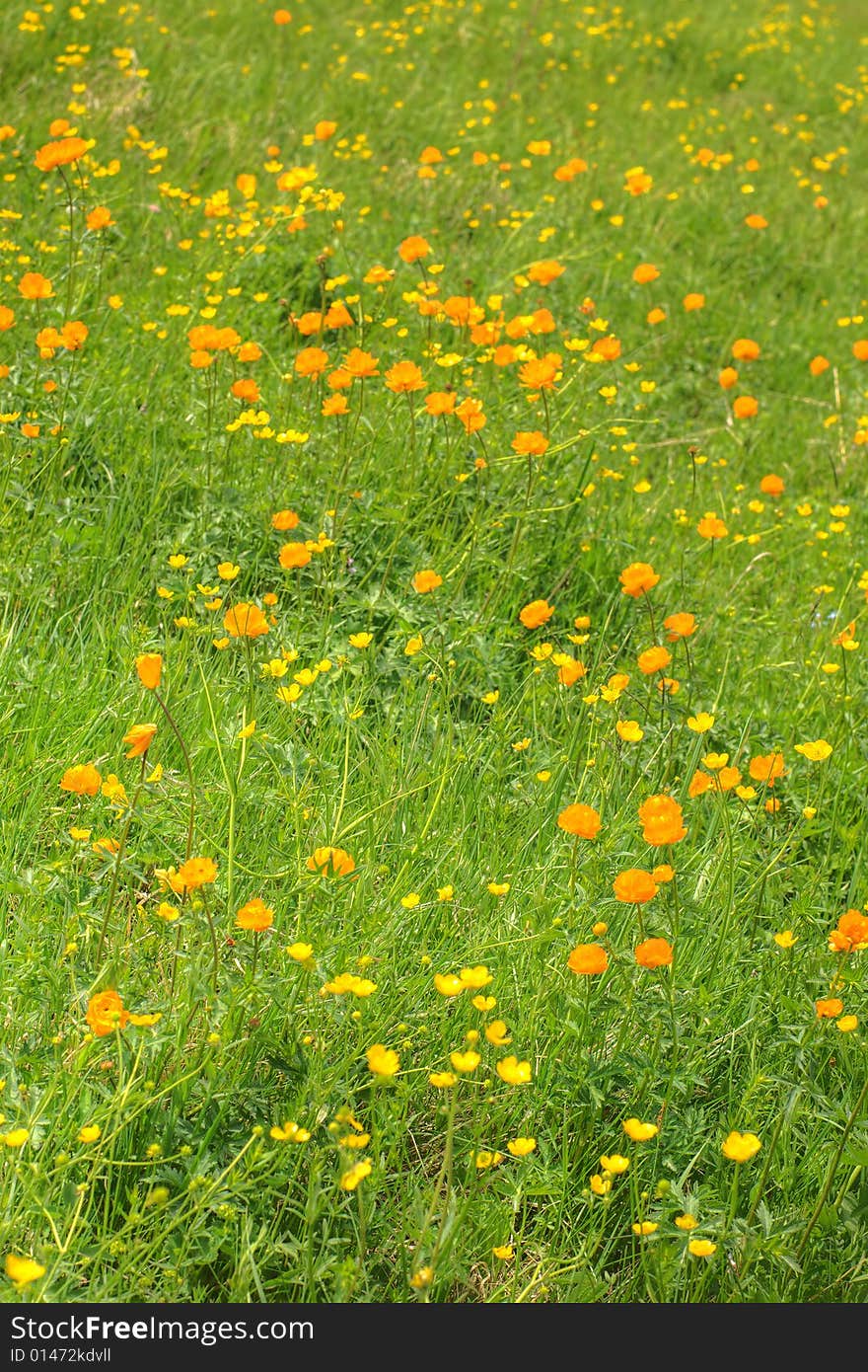 Globe-flowers meadow  in perspective. Globe-flowers meadow  in perspective