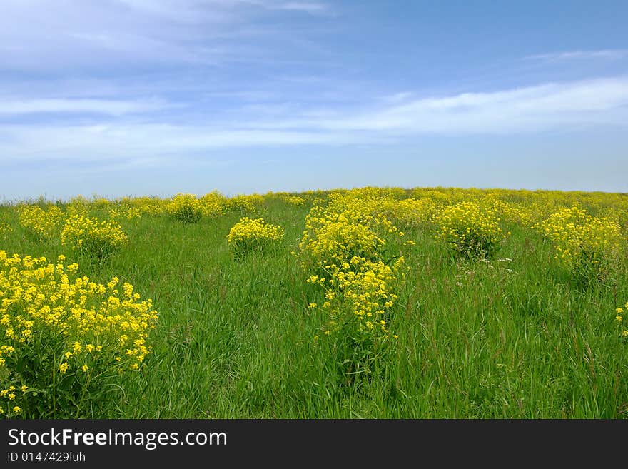 Green grass field and sky background