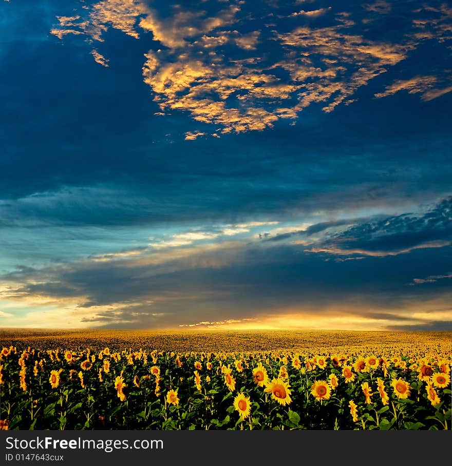 A field of sunflowers, in the south of Ukraine