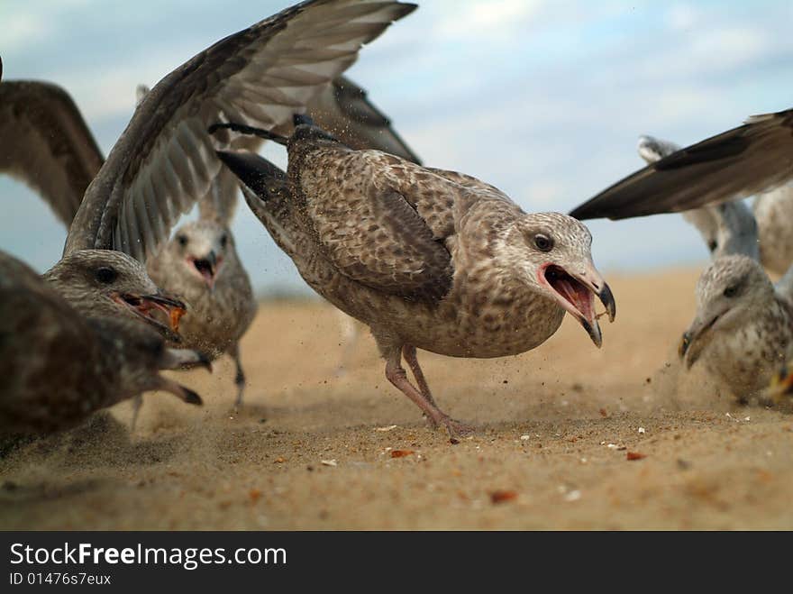 Super Close Seagull