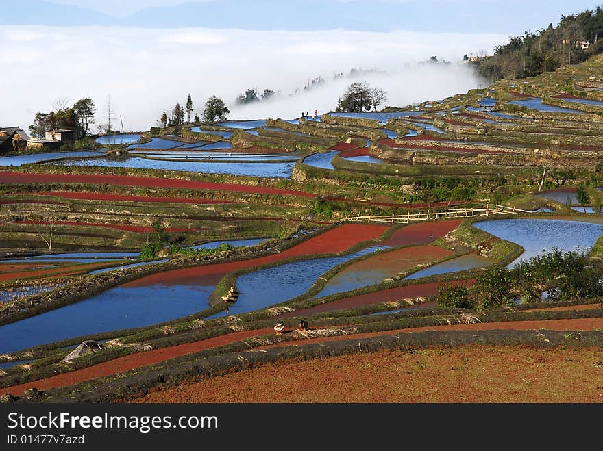 The colorful field, I like it. The colorful field, I like it.