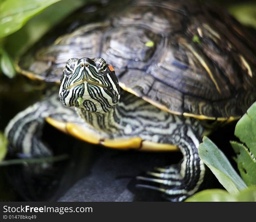 Photograph of the Big Tortoise