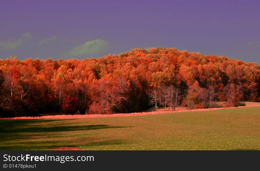 Beautiful trees in red, orange and gold bursting with color. Beautiful trees in red, orange and gold bursting with color.