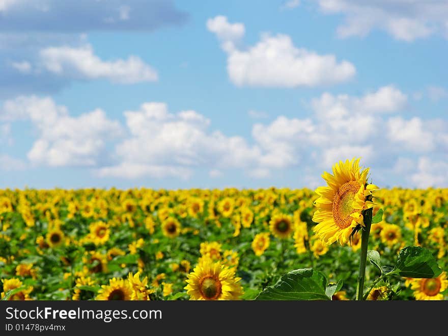 Sunflower field