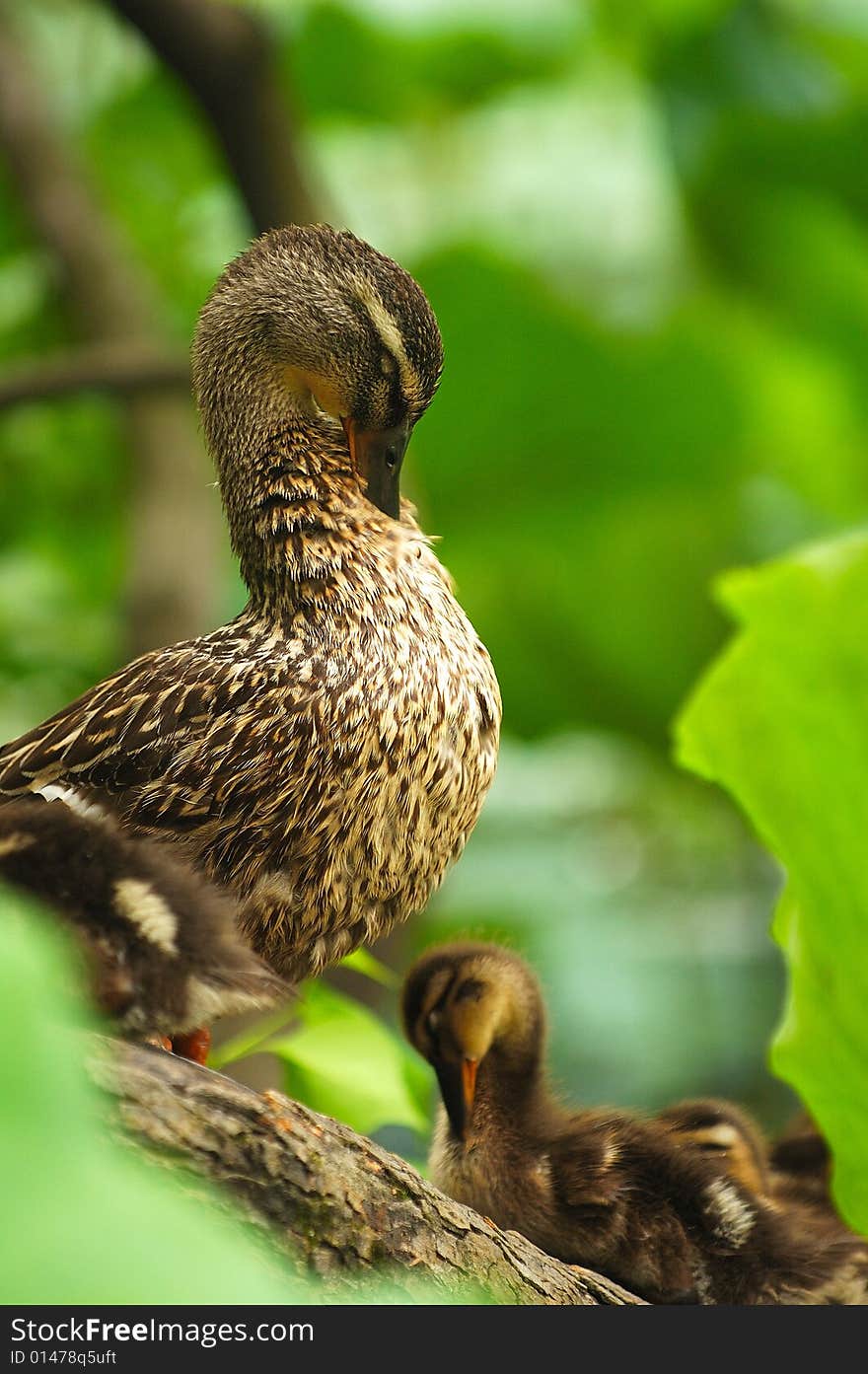 A wild duck is wishing with mother