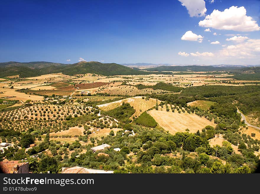 Hills planted with olive trees, vineyards and wheat. Hills planted with olive trees, vineyards and wheat