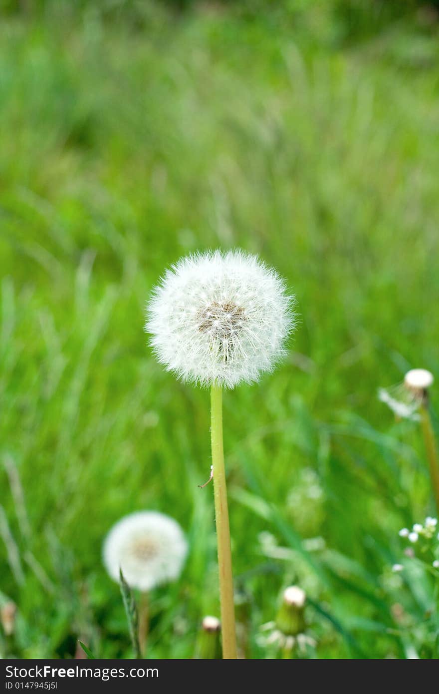 Dandelion in the green grass, spring meadow. Dandelion in the green grass, spring meadow