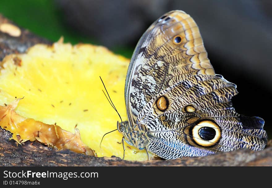 Photograph of a beautiful ,bButterfly. Photograph of a beautiful ,bButterfly