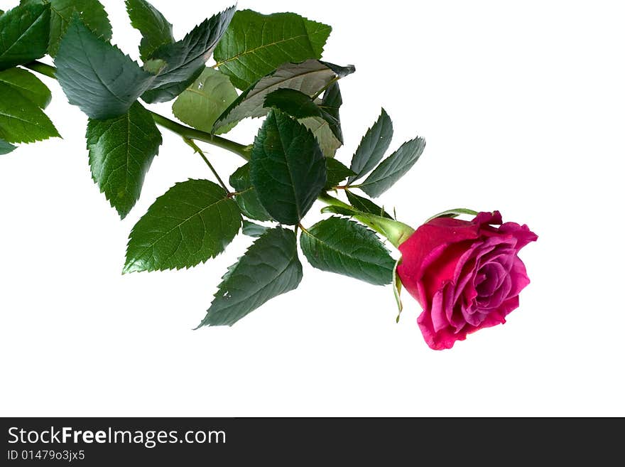 Beautiful red rose on white