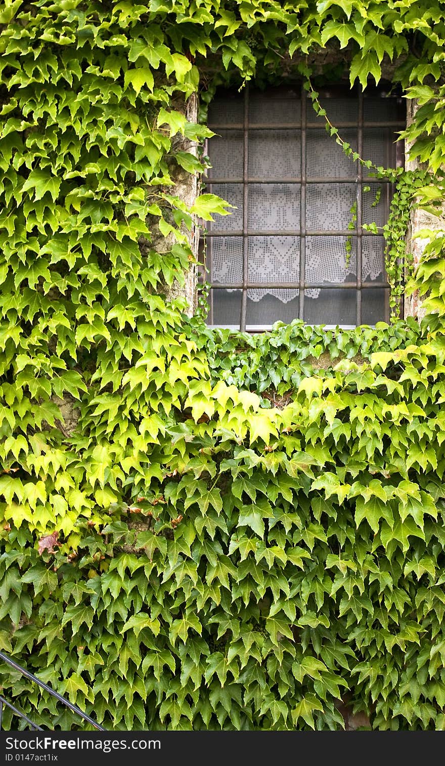 Window covered with climbing green. Window covered with climbing green