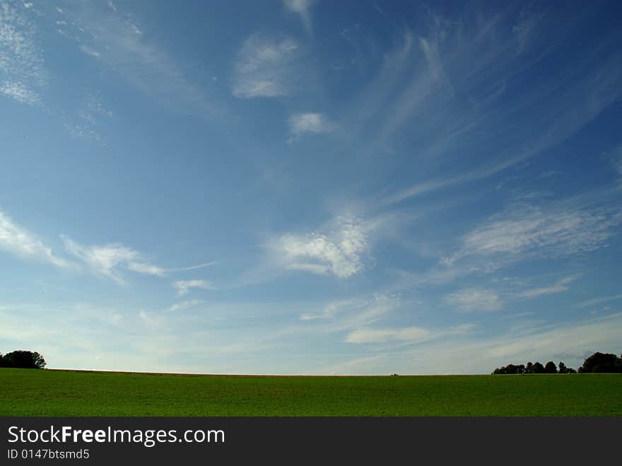 A close up view of a meadow. A close up view of a meadow