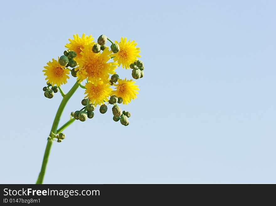 Dandelion on grass backgound