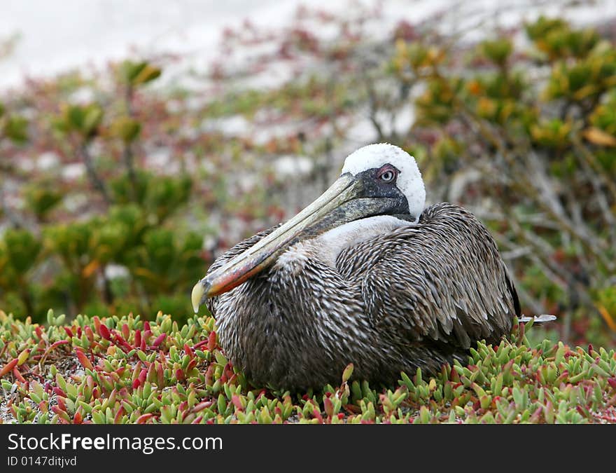 Sitting Pelican