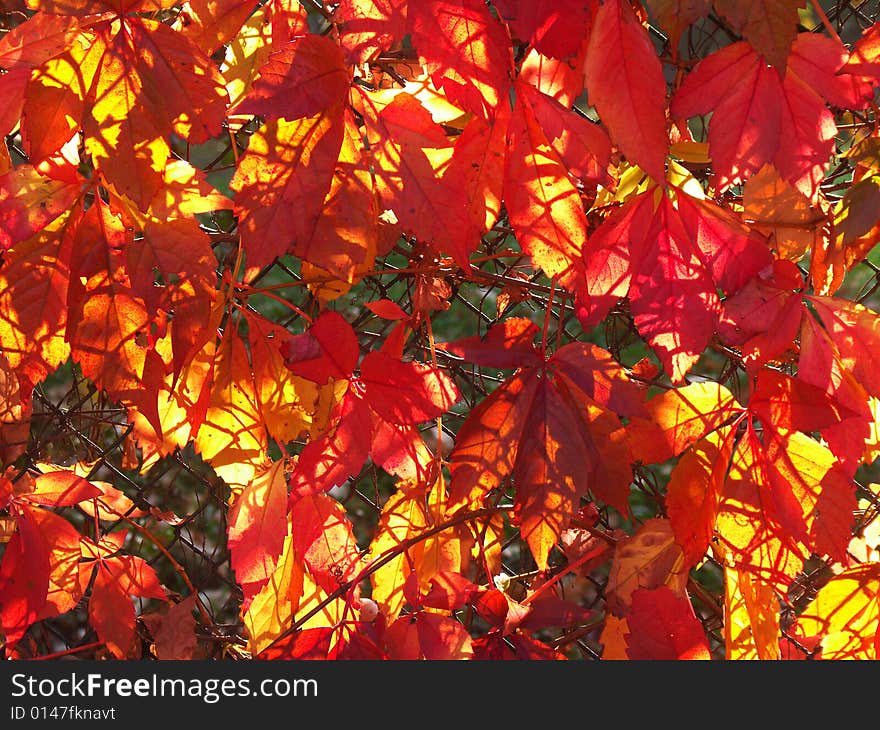 Red Leaves In Sunlight