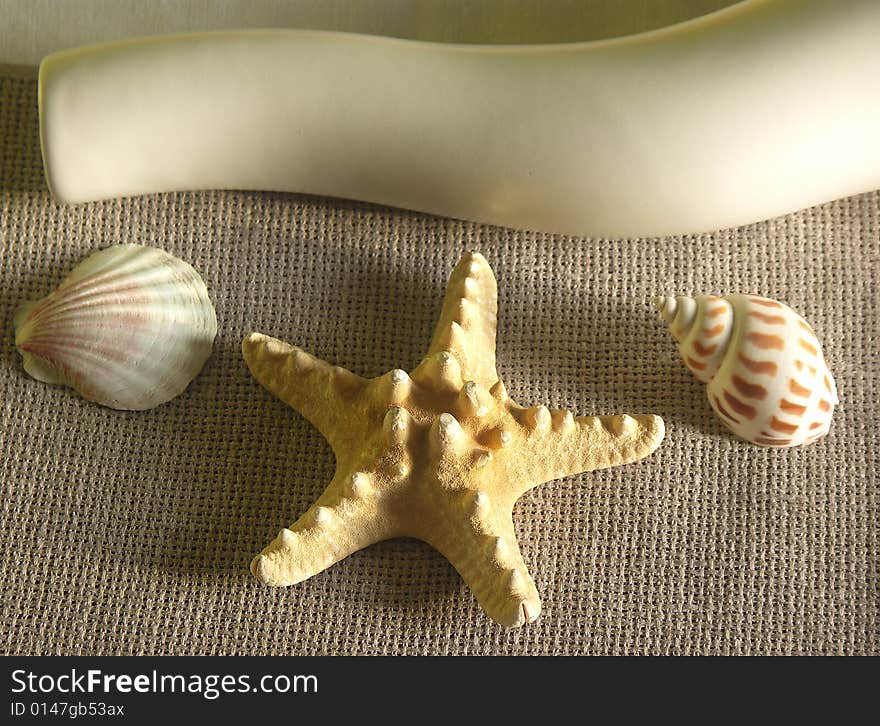 Vase, starfish and seashells composition