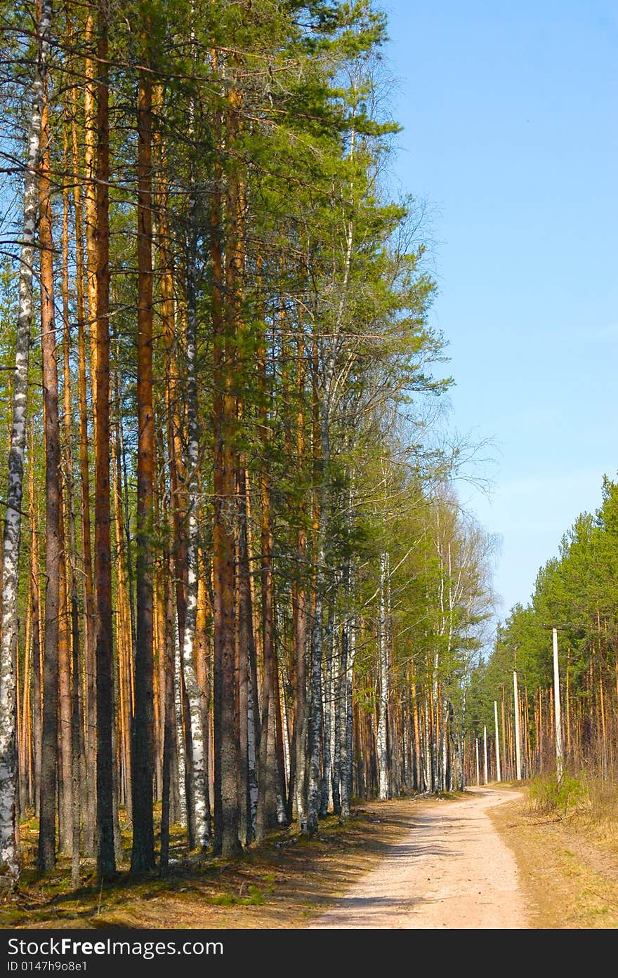 Direct road in the forest