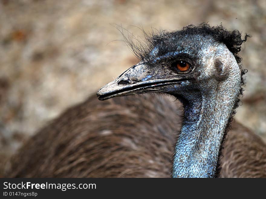 Emu Profile