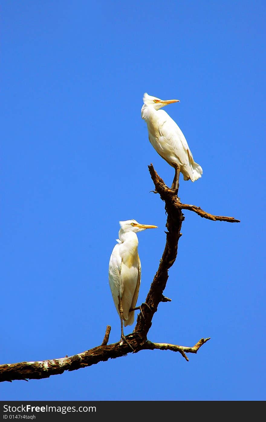 Great White Egrets