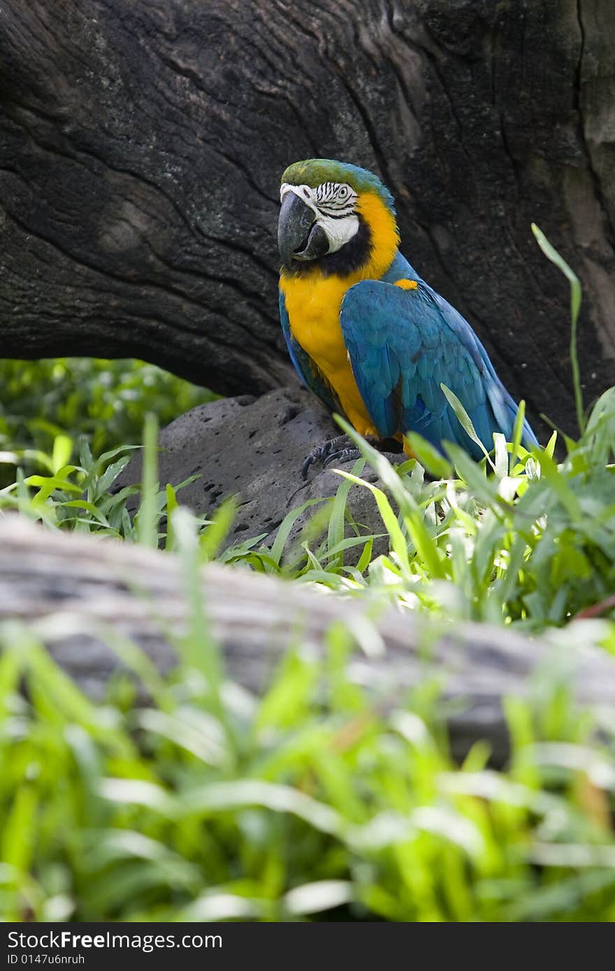 Splendid parrot in the wilderness