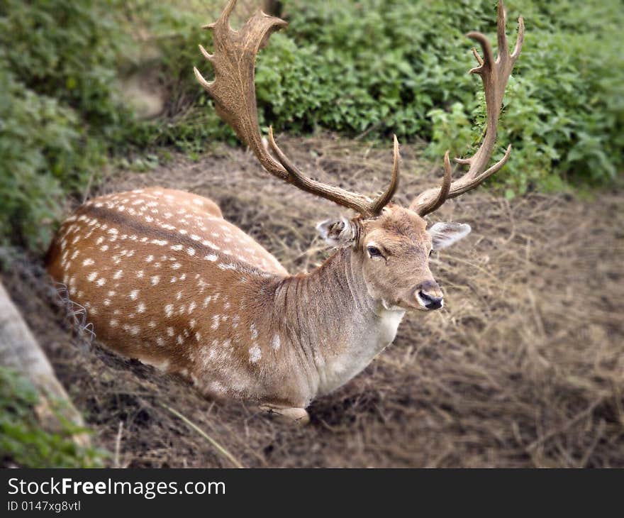 Fallow deer