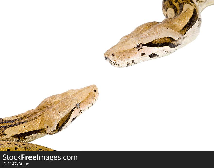 Two large snakes (Boa Constrictor) meeting each other. Two large snakes (Boa Constrictor) meeting each other