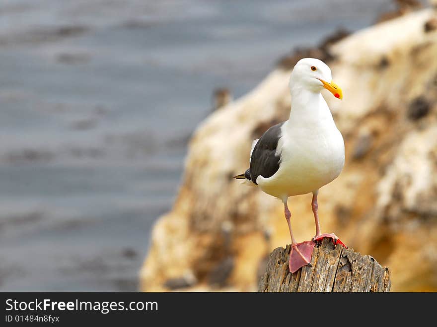 Lone Seagull On Rocks