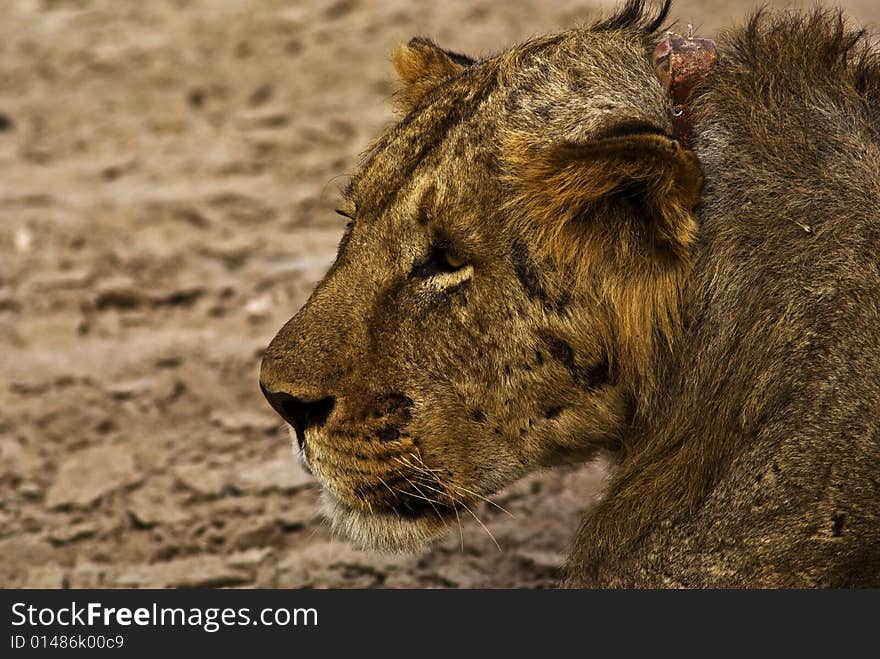 A shot of African Lions in the wild. A shot of African Lions in the wild