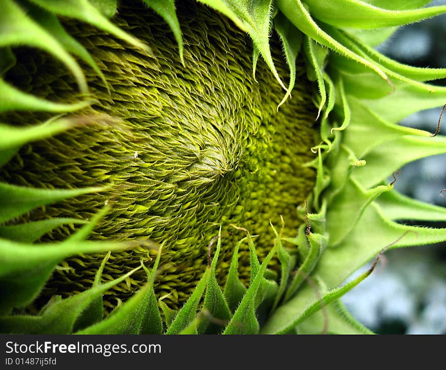 Green sunflower head: focus on raised center. Green sunflower head: focus on raised center.