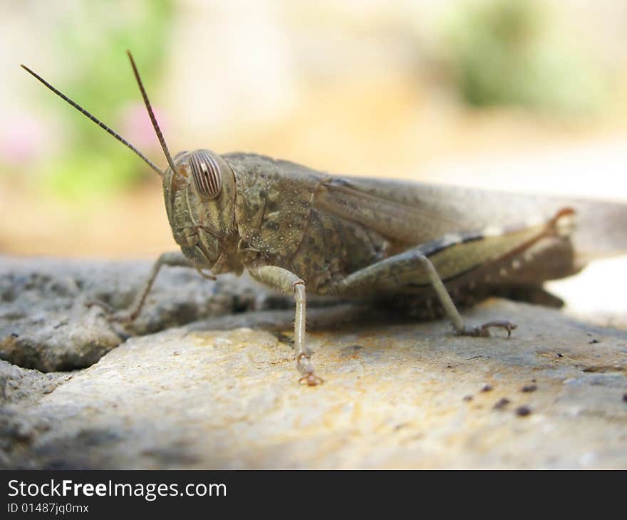 Macro grasshopper on a stone