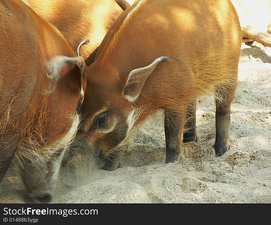 A bunch of red river hogs searching for some food in the dirt. - Potamochoerus Porcus. A bunch of red river hogs searching for some food in the dirt. - Potamochoerus Porcus