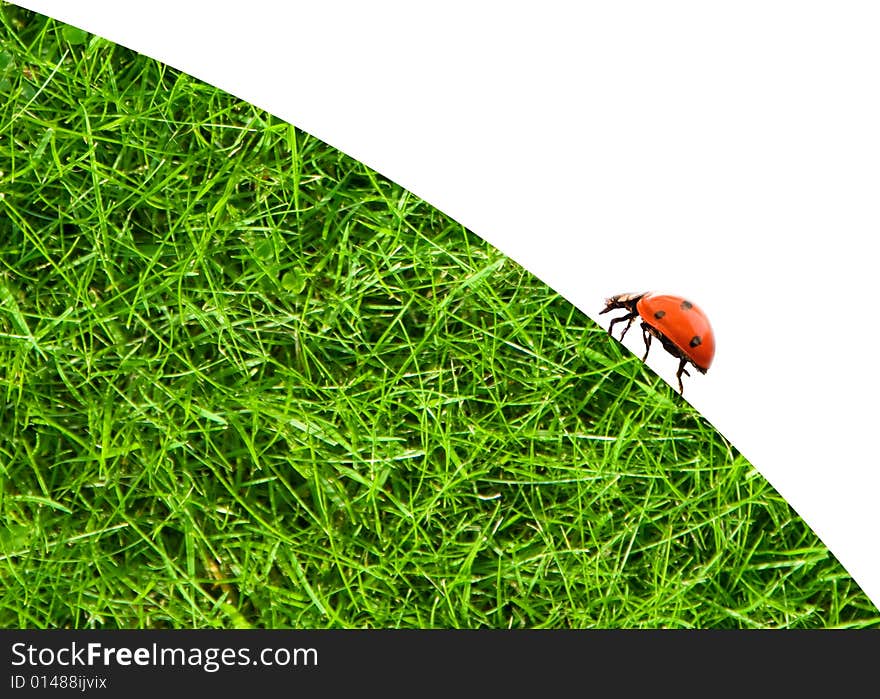 Ladybug sitting on a green grass