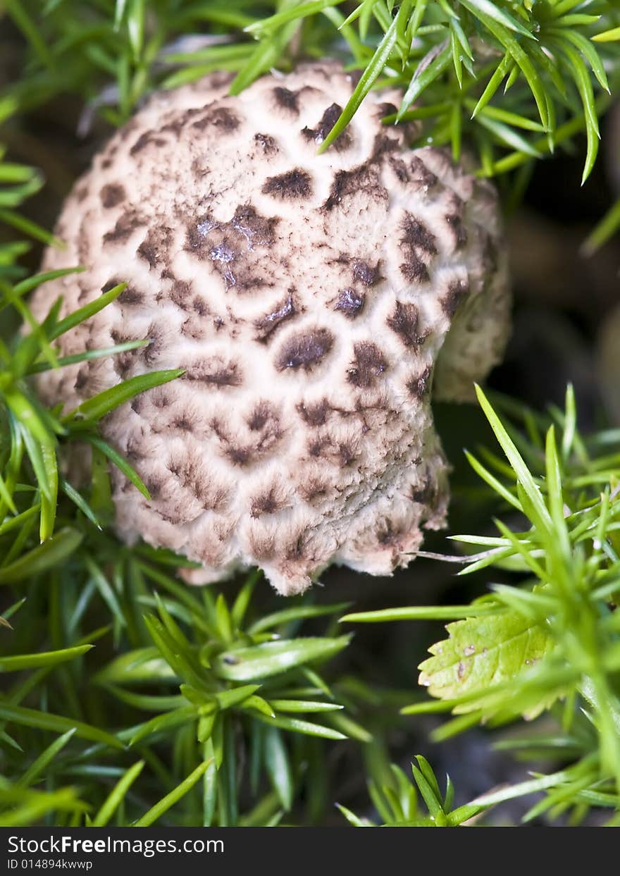 A solitary mushroom surrounded by greens.