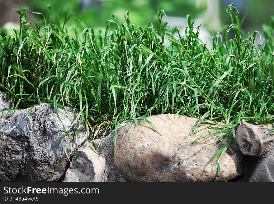 Green grass and some rocks