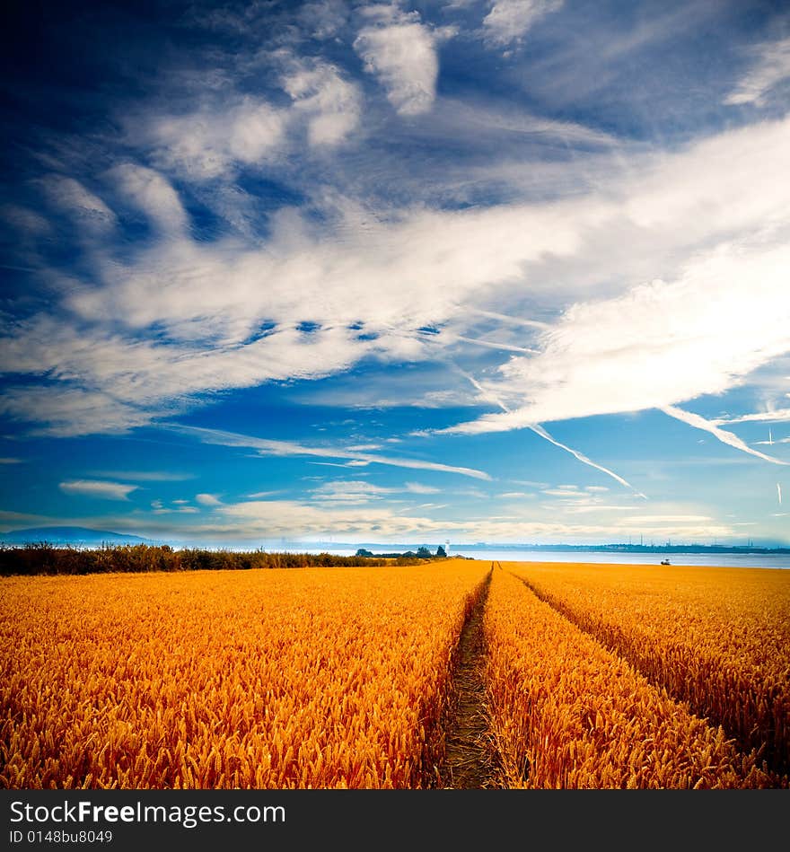 Dramatic view of wheatfields