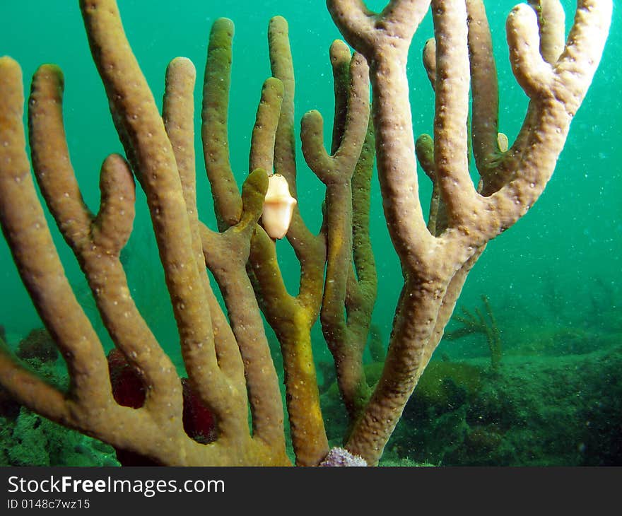 This is a Flamingo Tongue on Sea Rod. This is a very common sight in south Florida. The y attach to and feed on gorgonians in all types of habitats.