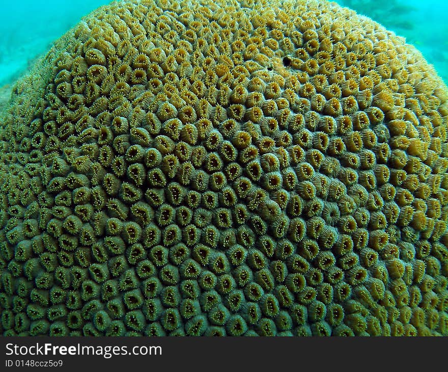 This close up of star coral shows how detail it is. This image was taken right off the beach in Ft Lauderdale.