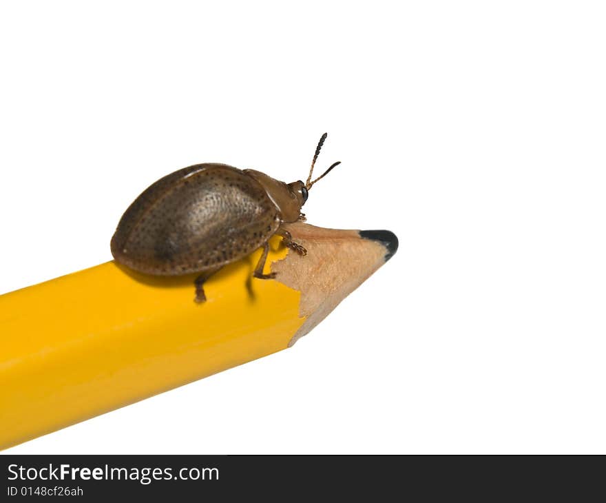 Bug on a pencil