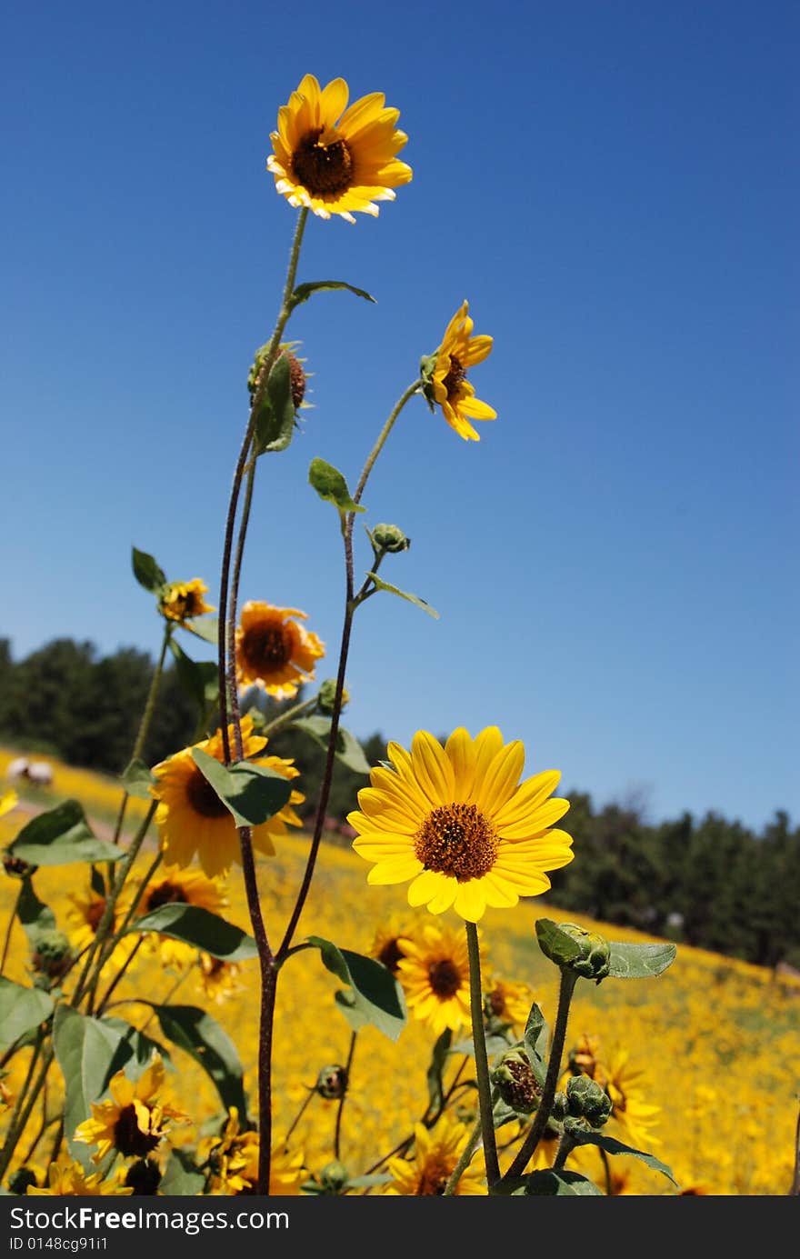 Flagstaff Sunflowers